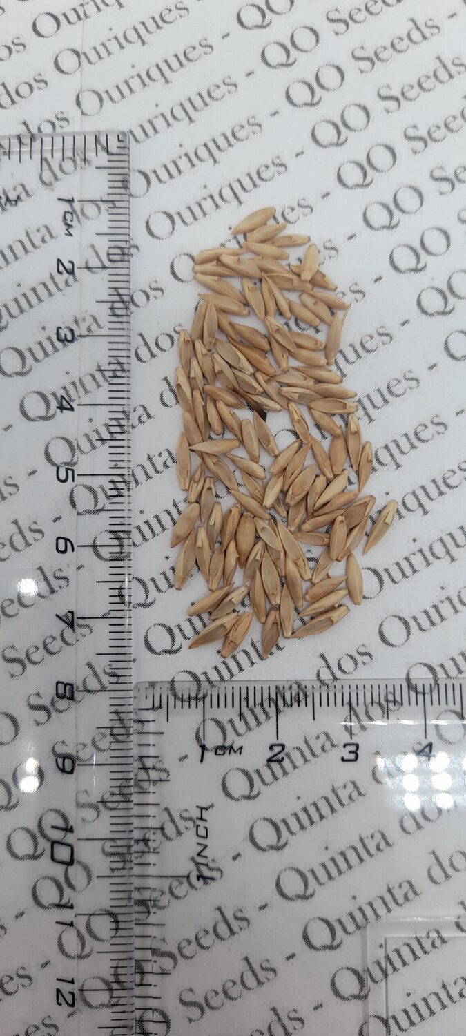 Dendrocalamus membranaceus - Giant Bamboo - Image 14