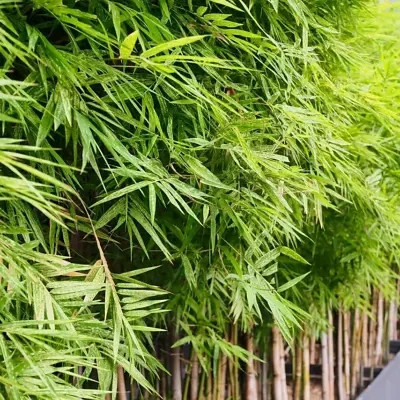 Dendrocalamus strictus - Male Bamboo, Iron Bamboo, Giant Calcutta Bamboo