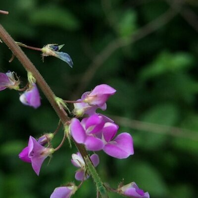 Desmodium gangeticum - Salparni