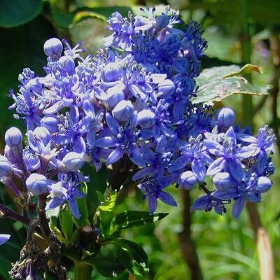 Dichroa febrifuga / Hydrangea febrifuga - Chinese Quinine, Blue Evergreen Hydrangea, Fever Flower, Anti-febrile Dichroa, Chang Shan