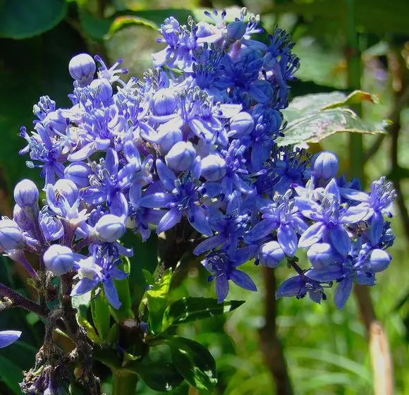 Dichroa febrifuga / Hydrangea febrifuga - Chinese Quinine, Blue Evergreen Hydrangea, Fever Flower, Anti-febrile Dichroa, Chang Shan