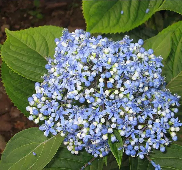 Dichroa febrifuga / Hydrangea febrifuga - Chinese Quinine, Blue Evergreen Hydrangea, Fever Flower, Anti-febrile Dichroa, Chang Shan - Image 4