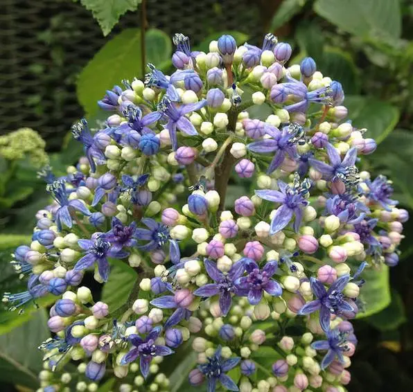 Dichroa febrifuga / Hydrangea febrifuga - Chinese Quinine, Blue Evergreen Hydrangea, Fever Flower, Anti-febrile Dichroa, Chang Shan - Image 5
