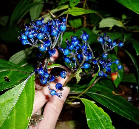 Dichroa febrifuga / Hydrangea febrifuga - Chinese Quinine, Blue Evergreen Hydrangea, Fever Flower, Anti-febrile Dichroa, Chang Shan - Image 7