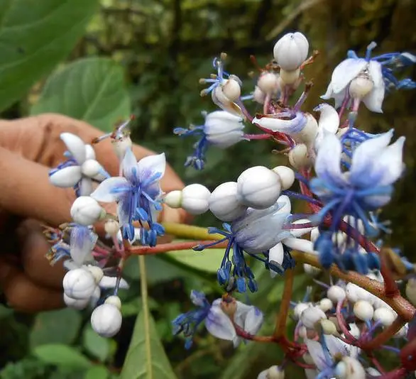 Dichroa febrifuga / Hydrangea febrifuga - Chinese Quinine, Blue Evergreen Hydrangea, Fever Flower, Anti-febrile Dichroa, Chang Shan - Image 8