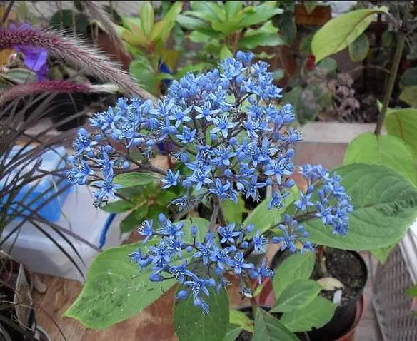 Dichroa febrifuga / Hydrangea febrifuga - Chinese Quinine, Blue Evergreen Hydrangea, Fever Flower, Anti-febrile Dichroa, Chang Shan - Image 9