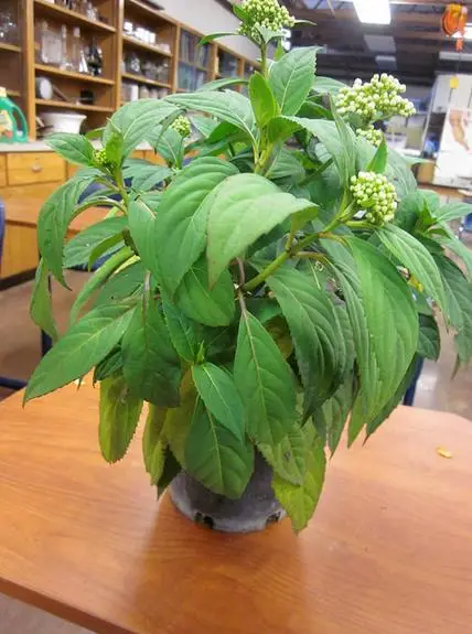 Dichroa febrifuga / Hydrangea febrifuga - Chinese Quinine, Blue Evergreen Hydrangea, Fever Flower, Anti-febrile Dichroa, Chang Shan - Image 10