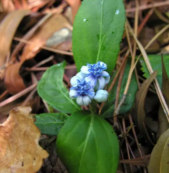 Dichroa febrifuga / Hydrangea febrifuga - Chinese Quinine, Blue Evergreen Hydrangea, Fever Flower, Anti-febrile Dichroa, Chang Shan - Image 11