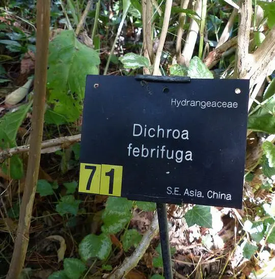 Dichroa febrifuga / Hydrangea febrifuga - Chinese Quinine, Blue Evergreen Hydrangea, Fever Flower, Anti-febrile Dichroa, Chang Shan - Image 12