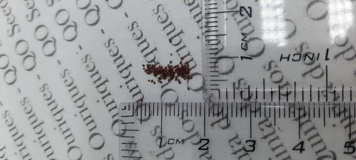 Dichroa febrifuga / Hydrangea febrifuga - Chinese Quinine, Blue Evergreen Hydrangea, Fever Flower, Anti-febrile Dichroa, Chang Shan - Image 13