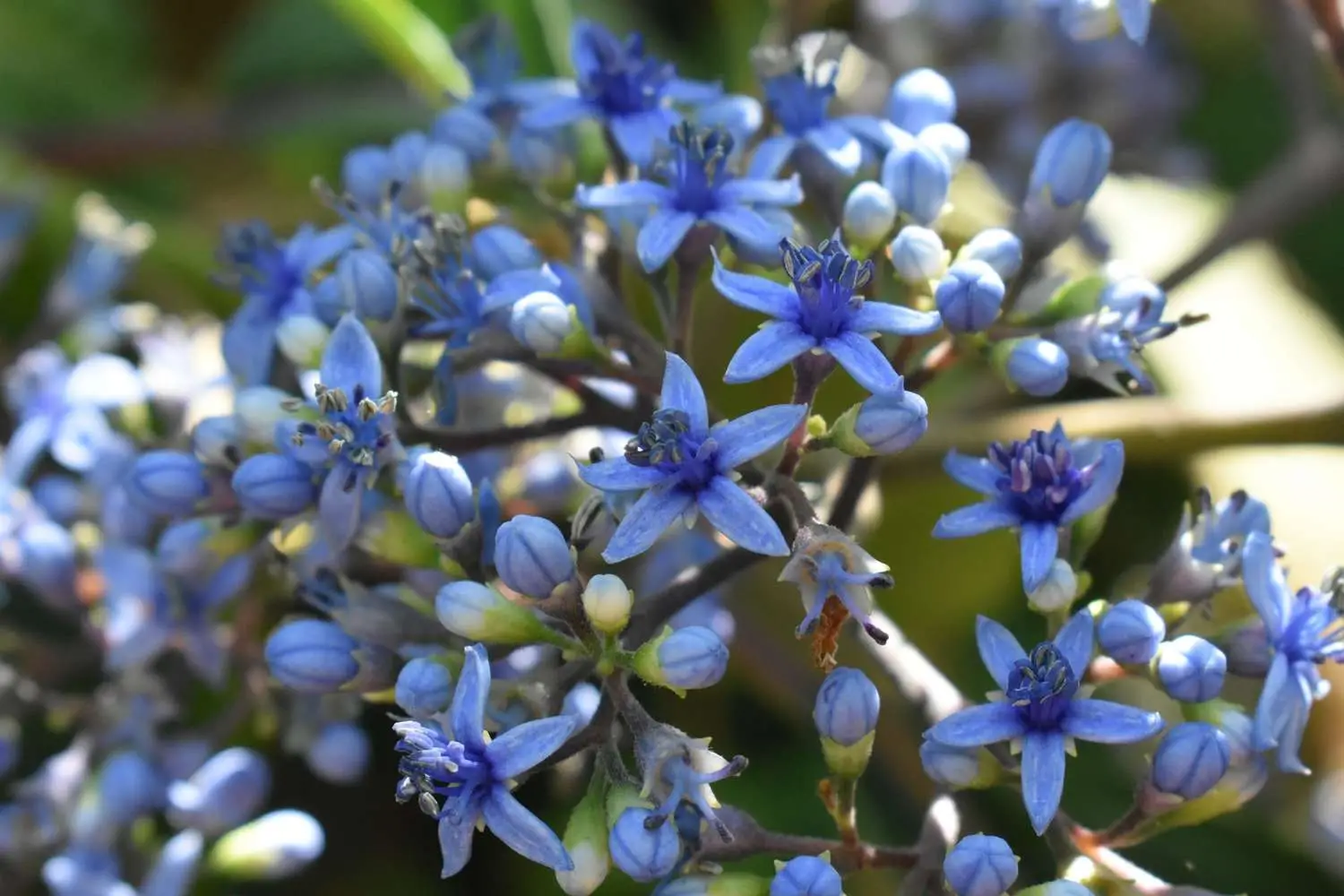 Dichroa febrifuga / Hydrangea febrifuga - Chinese Quinine, Blue Evergreen Hydrangea, Fever Flower, Anti-febrile Dichroa, Chang Shan - Image 14