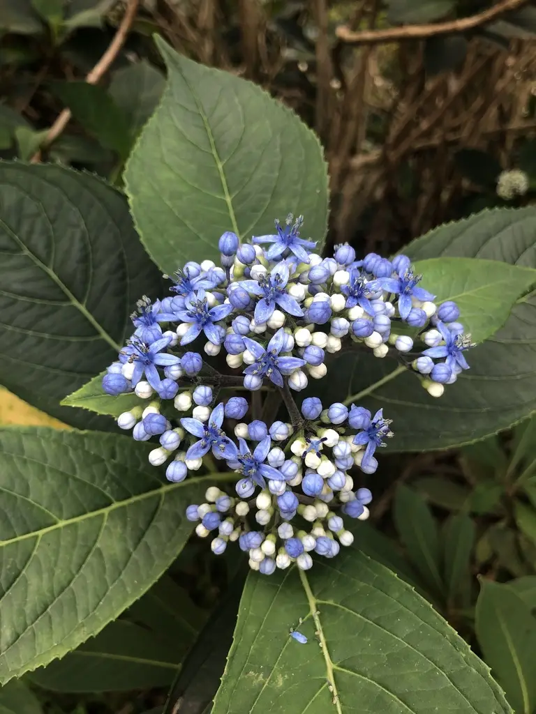 Dichroa febrifuga / Hydrangea febrifuga - Chinese Quinine, Blue Evergreen Hydrangea, Fever Flower, Anti-febrile Dichroa, Chang Shan - Image 15