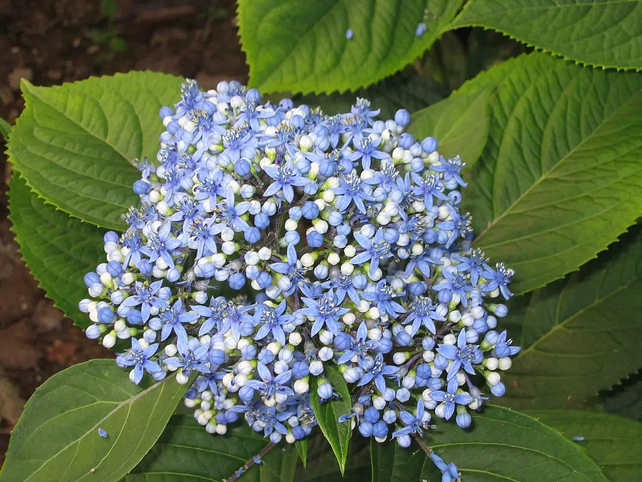 Dichroa febrifuga / Hydrangea febrifuga - Chinese Quinine, Blue Evergreen Hydrangea, Fever Flower, Anti-febrile Dichroa, Chang Shan - Image 16