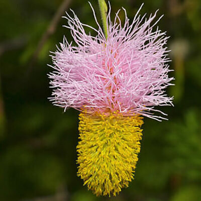 Dichrostachys cinerea - kalahari christmas tree, chinese lantern tree