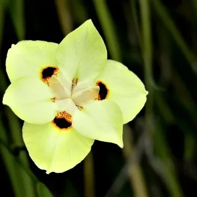 Dietes bicolor - African Iris, Fortnight Lily