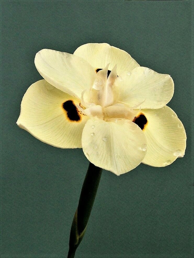 Dietes bicolor - African Iris, Fortnight Lily - Image 2