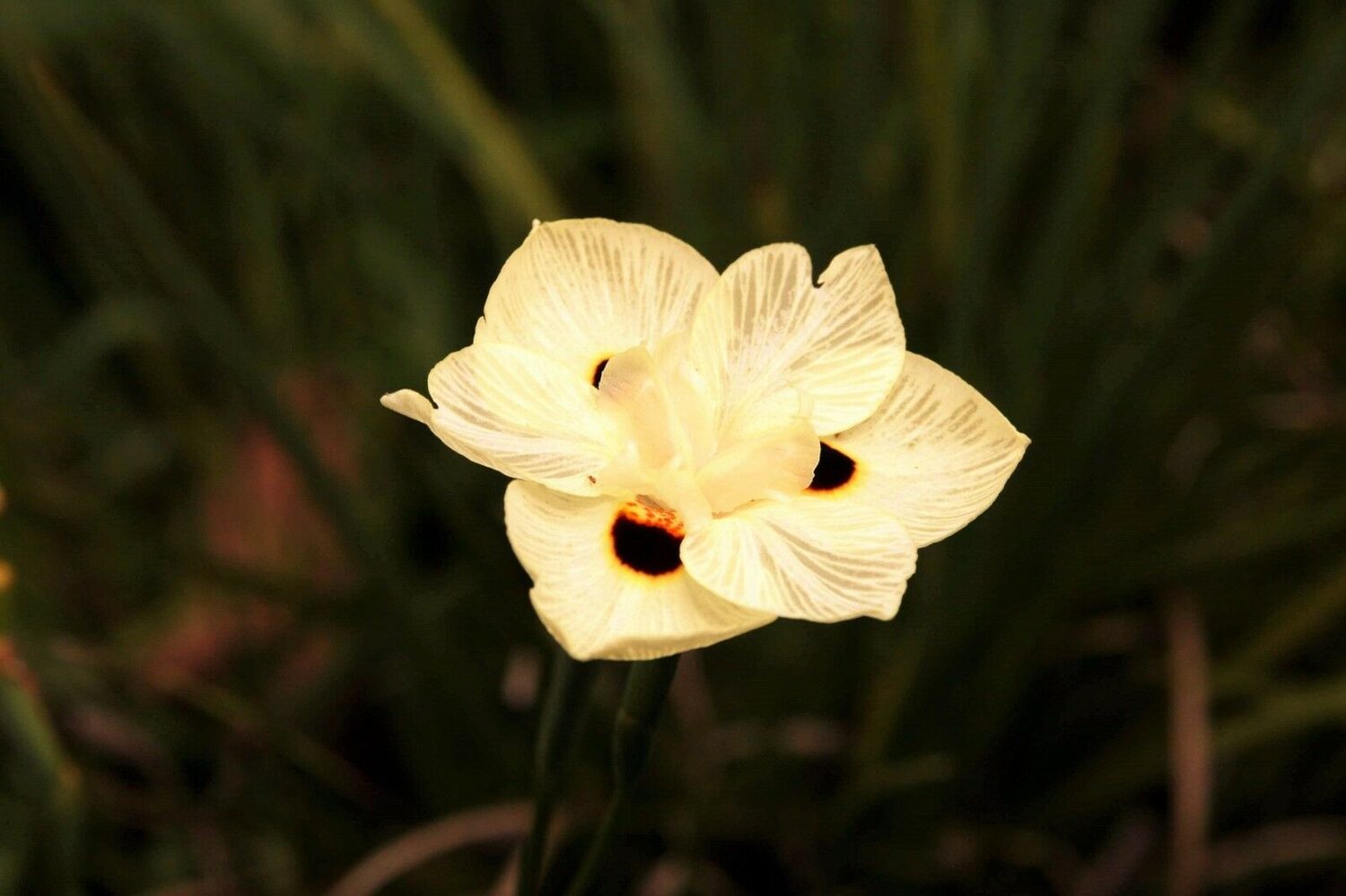 Dietes bicolor - African Iris, Fortnight Lily - Image 3