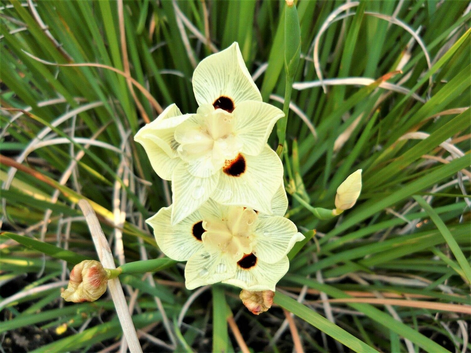 Dietes bicolor - African Iris, Fortnight Lily - Image 4