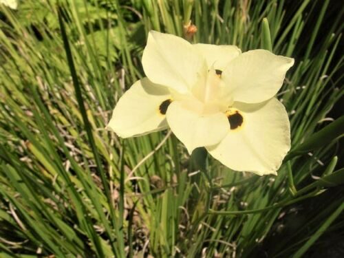 Dietes bicolor - African Iris, Fortnight Lily - Image 5