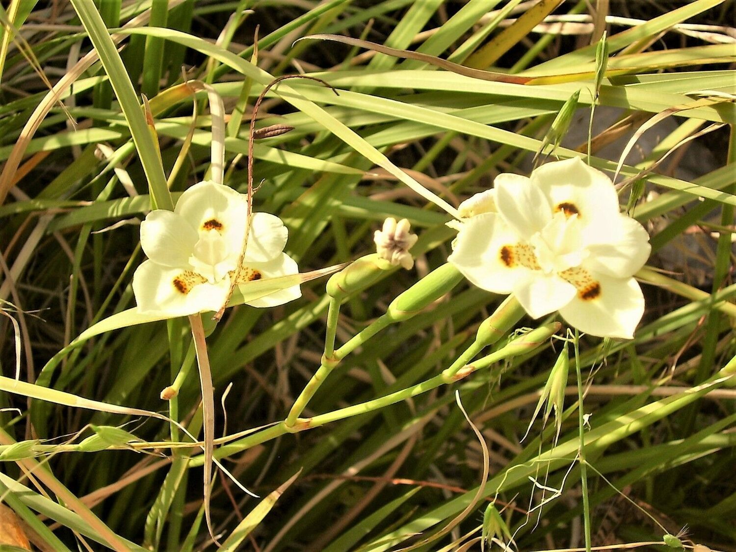 Dietes bicolor - African Iris, Fortnight Lily - Image 6