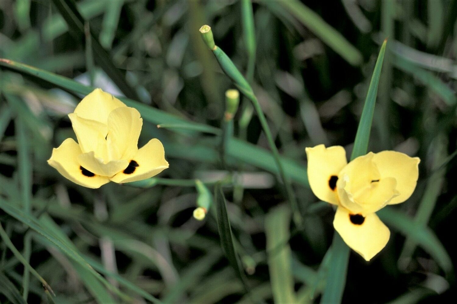 Dietes bicolor - African Iris, Fortnight Lily - Image 7