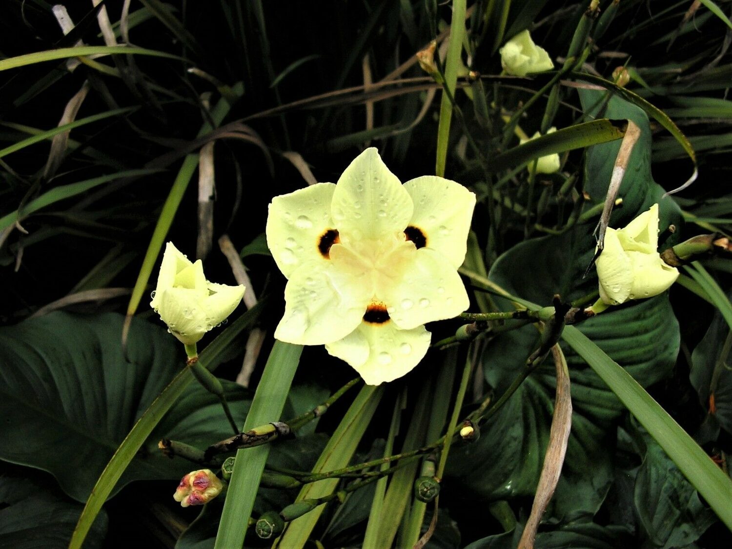 Dietes bicolor - African Iris, Fortnight Lily - Image 8
