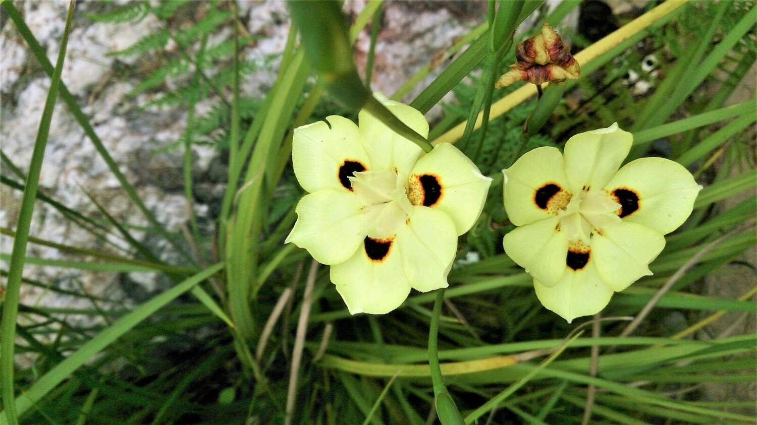Dietes bicolor - African Iris, Fortnight Lily - Image 9