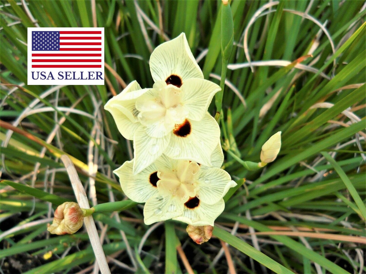 Dietes bicolor - African Iris, Fortnight Lily - Image 10