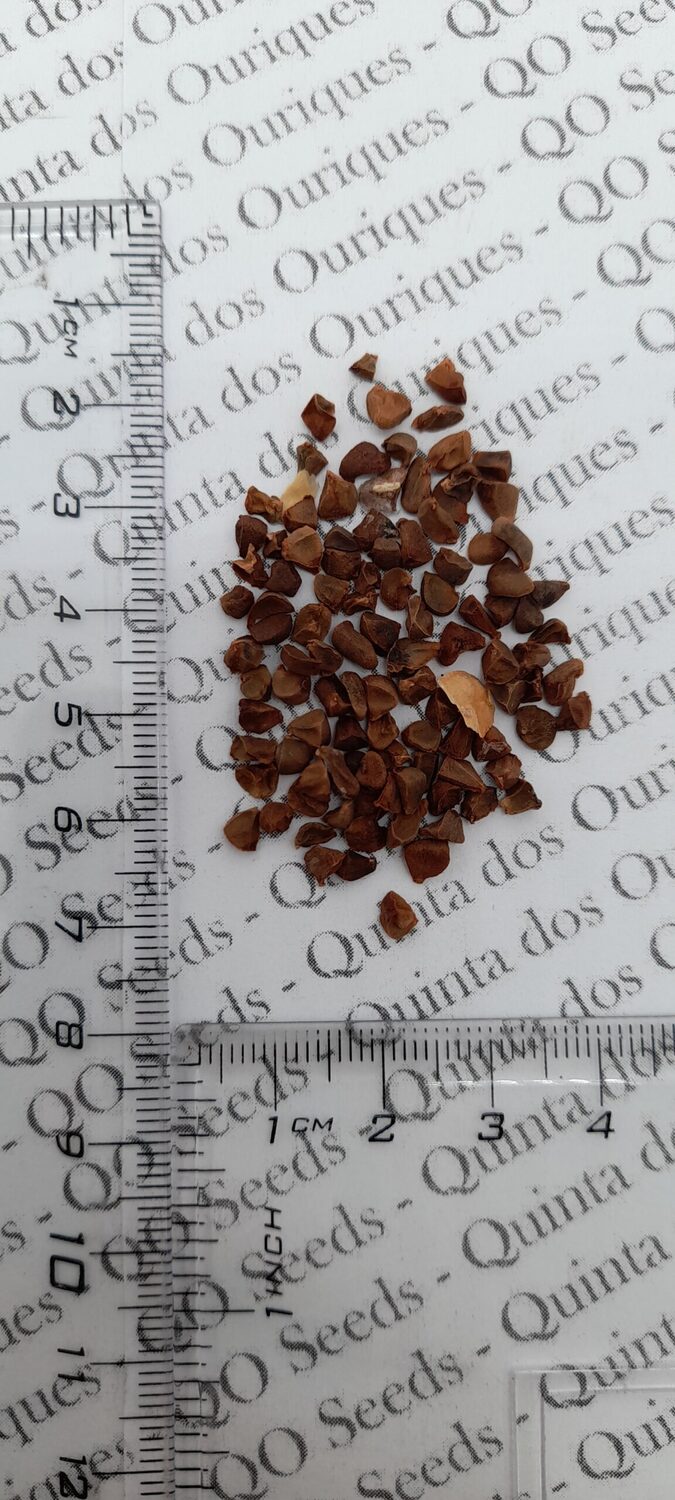 Dietes bicolor - African Iris, Fortnight Lily - Image 11