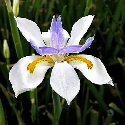 Dietes iridioides - Wood Iris