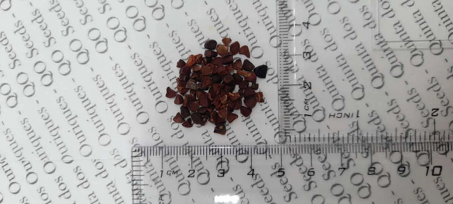 Dietes iridioides - Wood Iris - Image 4