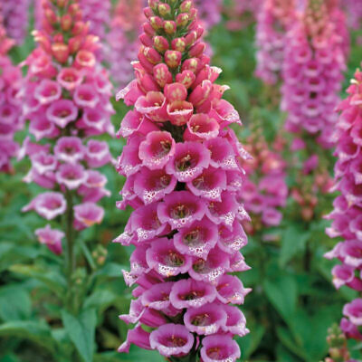 Digitalis purpurea - Foxglove, Dedalera, Common foxglove