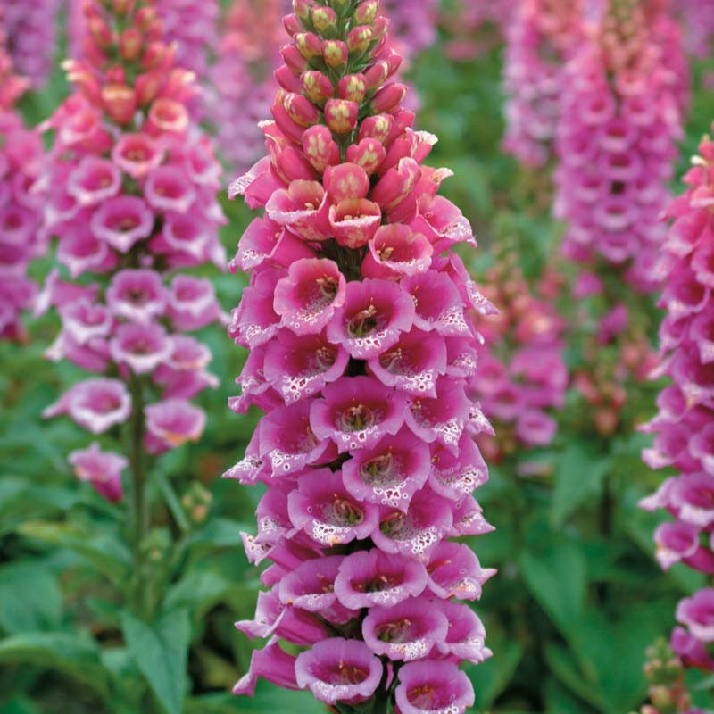 Digitalis purpurea - Foxglove, Dedalera, Common foxglove