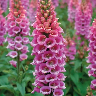 Digitalis purpurea - Foxglove, Dedalera, Common foxglove