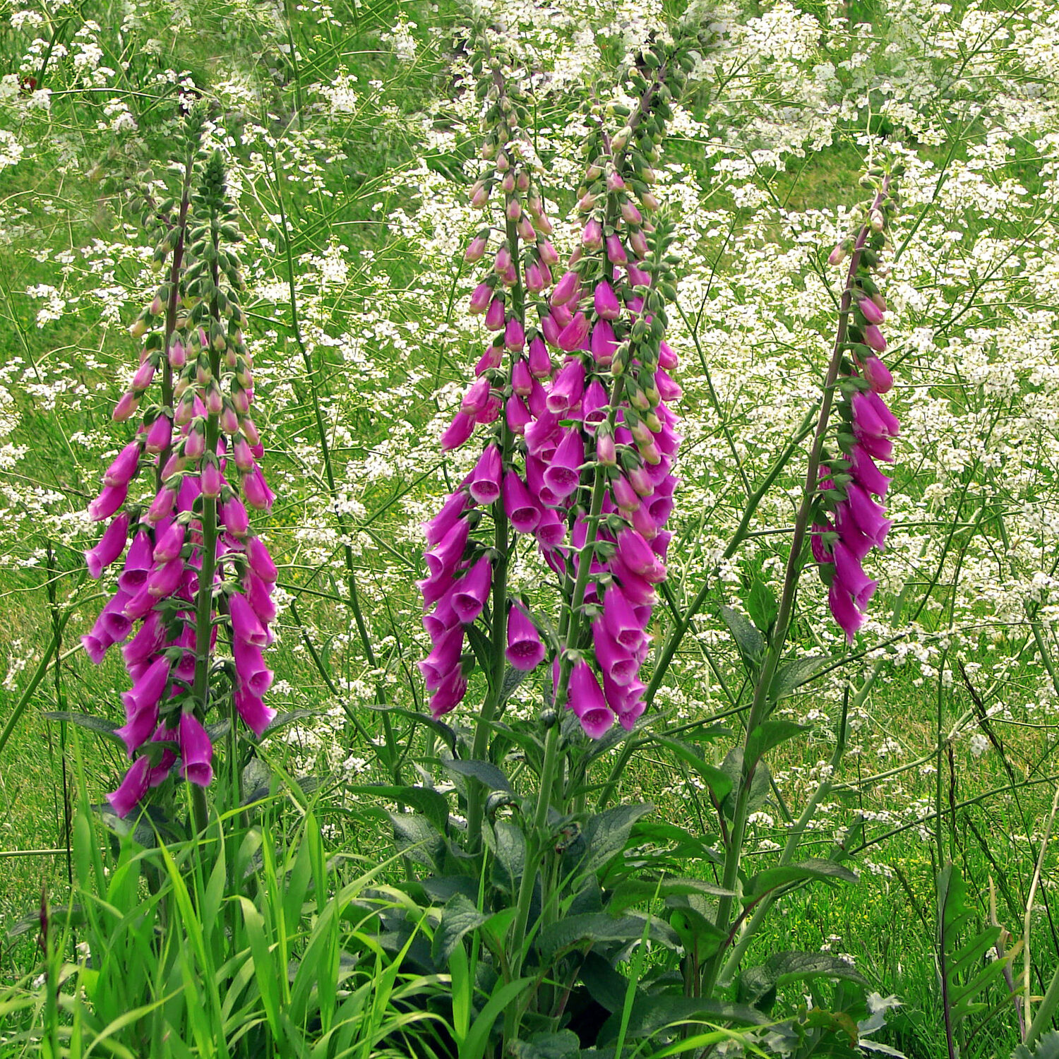 Digitalis purpurea - Foxglove, Dedalera, Common foxglove - Image 2