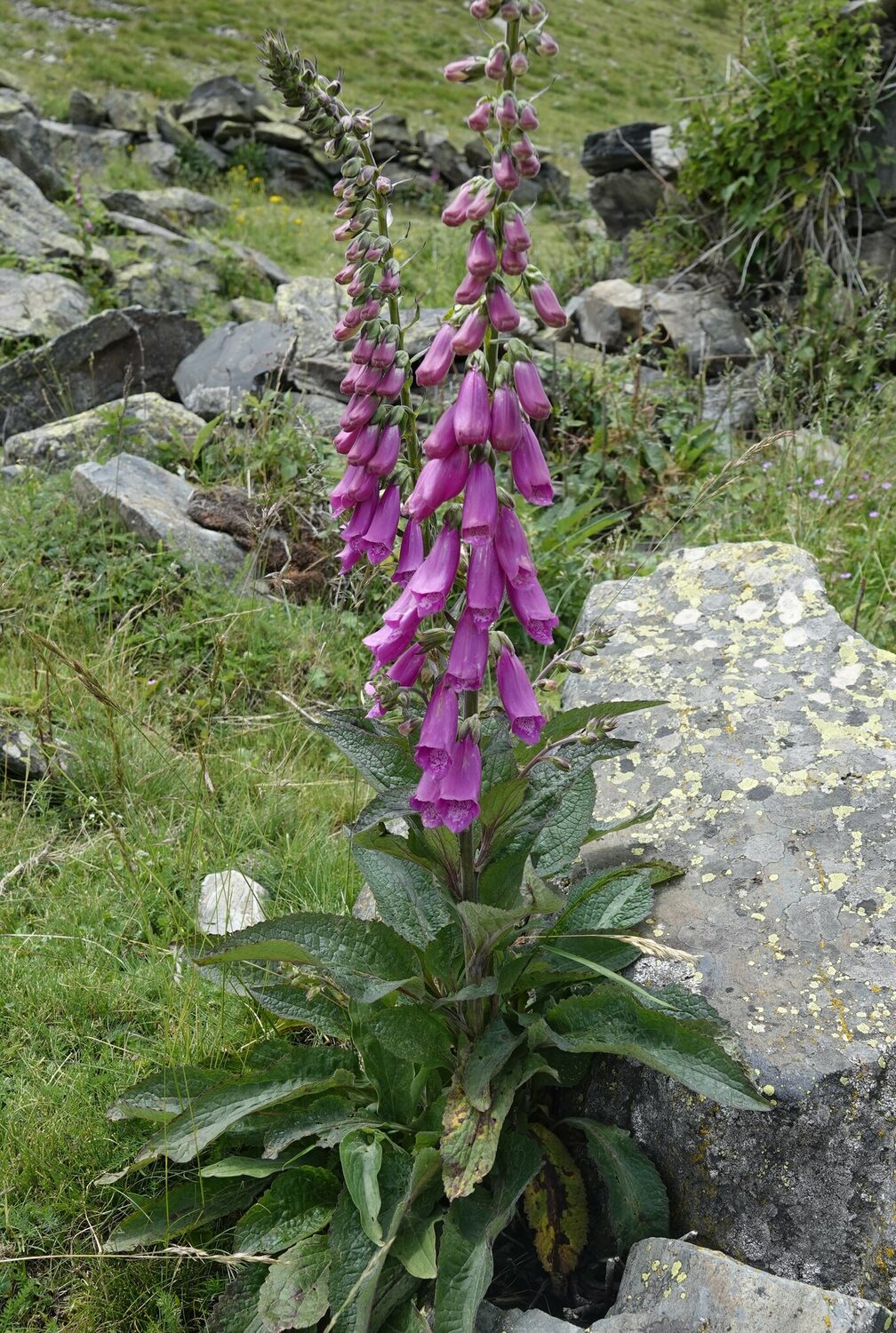 Digitalis purpurea - Foxglove, Dedalera, Common foxglove - Image 3