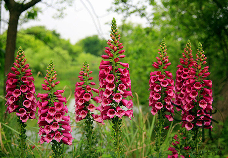 Digitalis purpurea - Foxglove, Dedalera, Common foxglove - Image 4