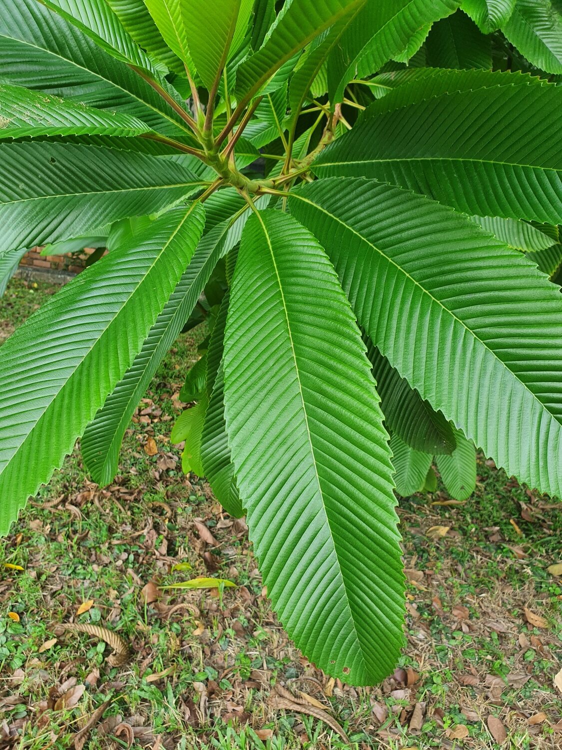 Dillenia indica - Elephant Apple, Chalta, Chulta, Dillenia, Fruta-Estrela, Hondapara, Indischer Rosenapfel, Karambel, Ukesla indyjska - Image 3