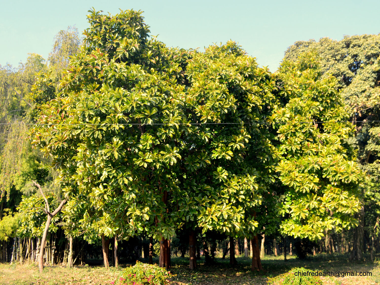 Dillenia indica - Elephant Apple, Chalta, Chulta, Dillenia, Fruta-Estrela, Hondapara, Indischer Rosenapfel, Karambel, Ukesla indyjska - Image 4