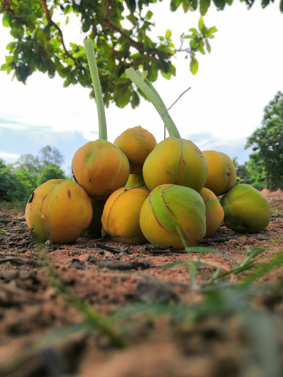 Dillenia indica - Elephant Apple, Chalta, Chulta, Dillenia, Fruta-Estrela, Hondapara, Indischer Rosenapfel, Karambel, Ukesla indyjska - Image 6