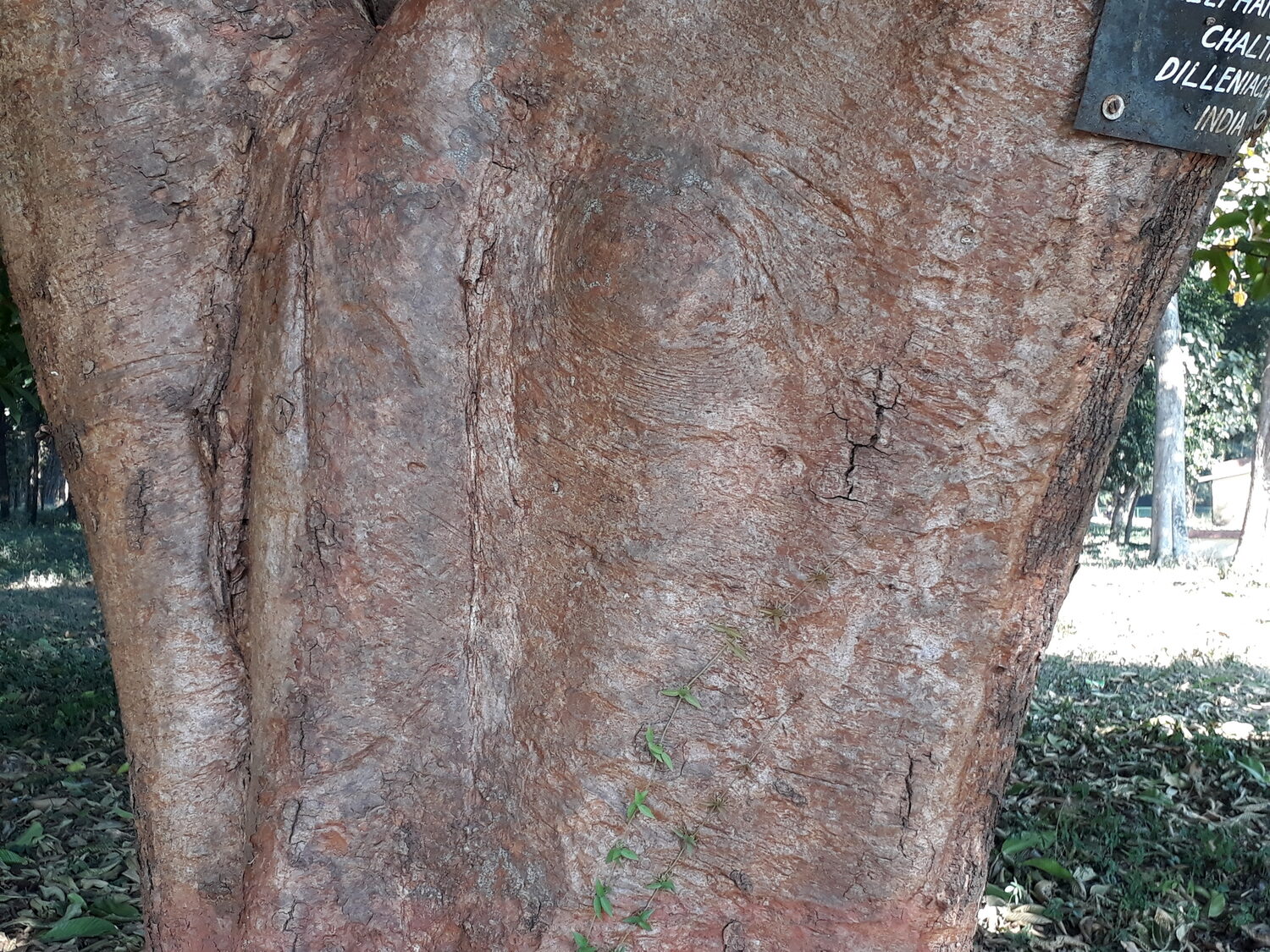 Dillenia indica - Elephant Apple, Chalta, Chulta, Dillenia, Fruta-Estrela, Hondapara, Indischer Rosenapfel, Karambel, Ukesla indyjska - Image 8