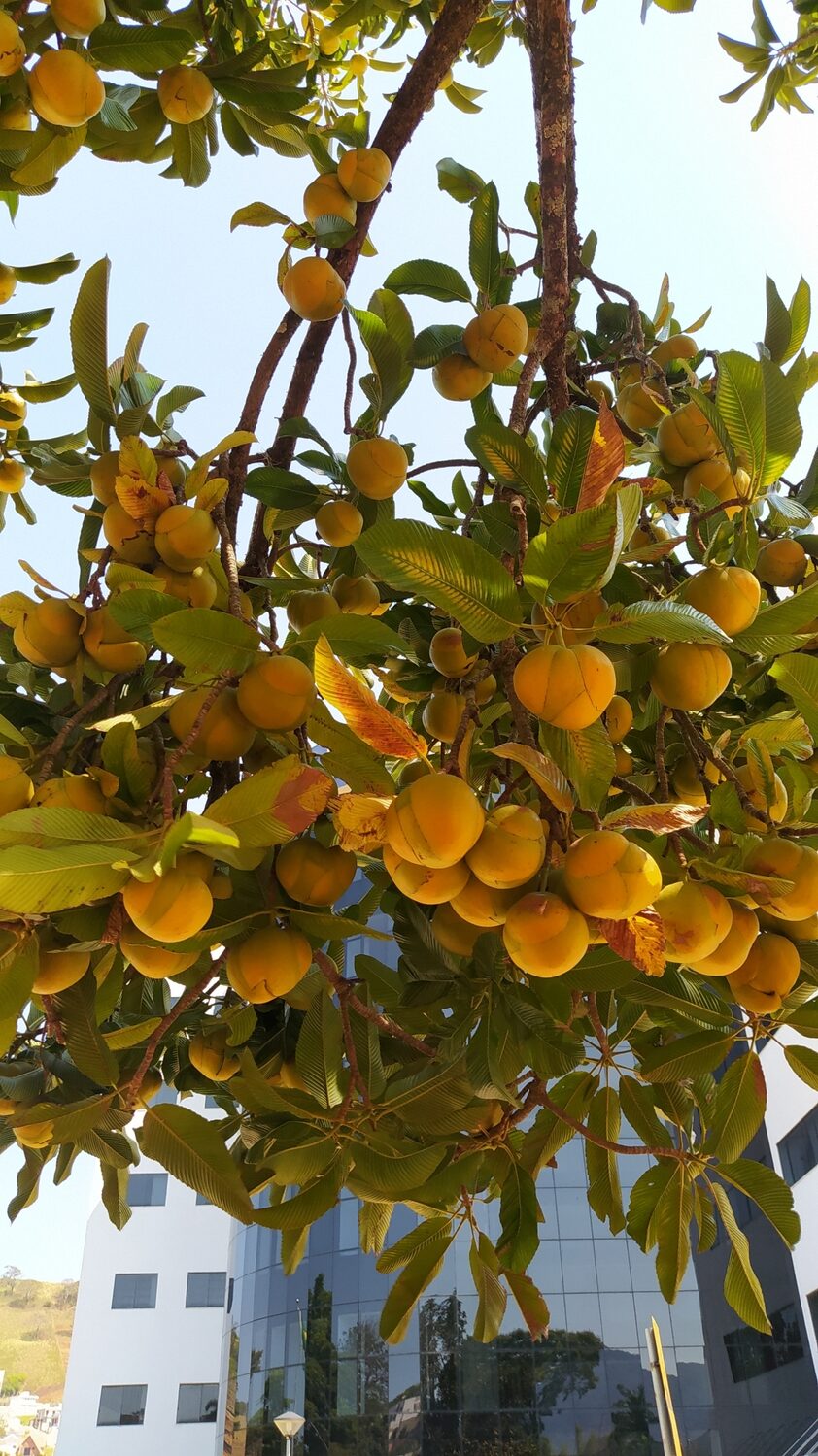 Dillenia indica - Elephant Apple, Chalta, Chulta, Dillenia, Fruta-Estrela, Hondapara, Indischer Rosenapfel, Karambel, Ukesla indyjska - Image 9