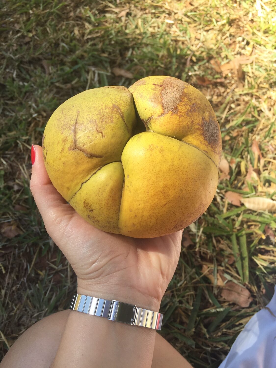 Dillenia indica - Elephant Apple, Chalta, Chulta, Dillenia, Fruta-Estrela, Hondapara, Indischer Rosenapfel, Karambel, Ukesla indyjska