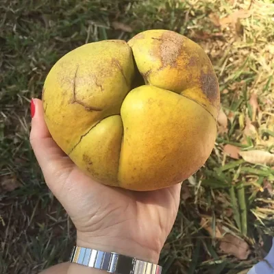 Dillenia indica - Elephant Apple, Chalta, Chulta, Dillenia, Fruta-Estrela, Hondapara, Indischer Rosenapfel, Karambel, Ukesla indyjska