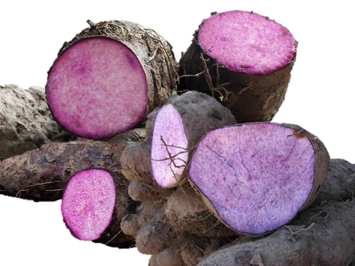 Dioscorea alata / Dioscorea rubella / Elephantodon eburnea - Purple yam, Ube, Greater Yam