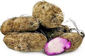 Dioscorea alata / Dioscorea rubella / Elephantodon eburnea - Purple yam, Ube, Greater Yam - Image 4