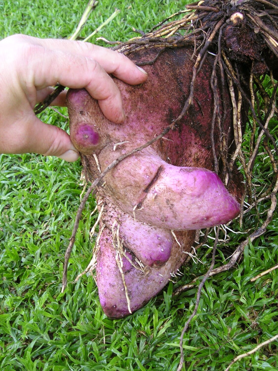 Dioscorea alata / Dioscorea rubella / Elephantodon eburnea - Purple yam, Ube, Greater Yam - Image 6