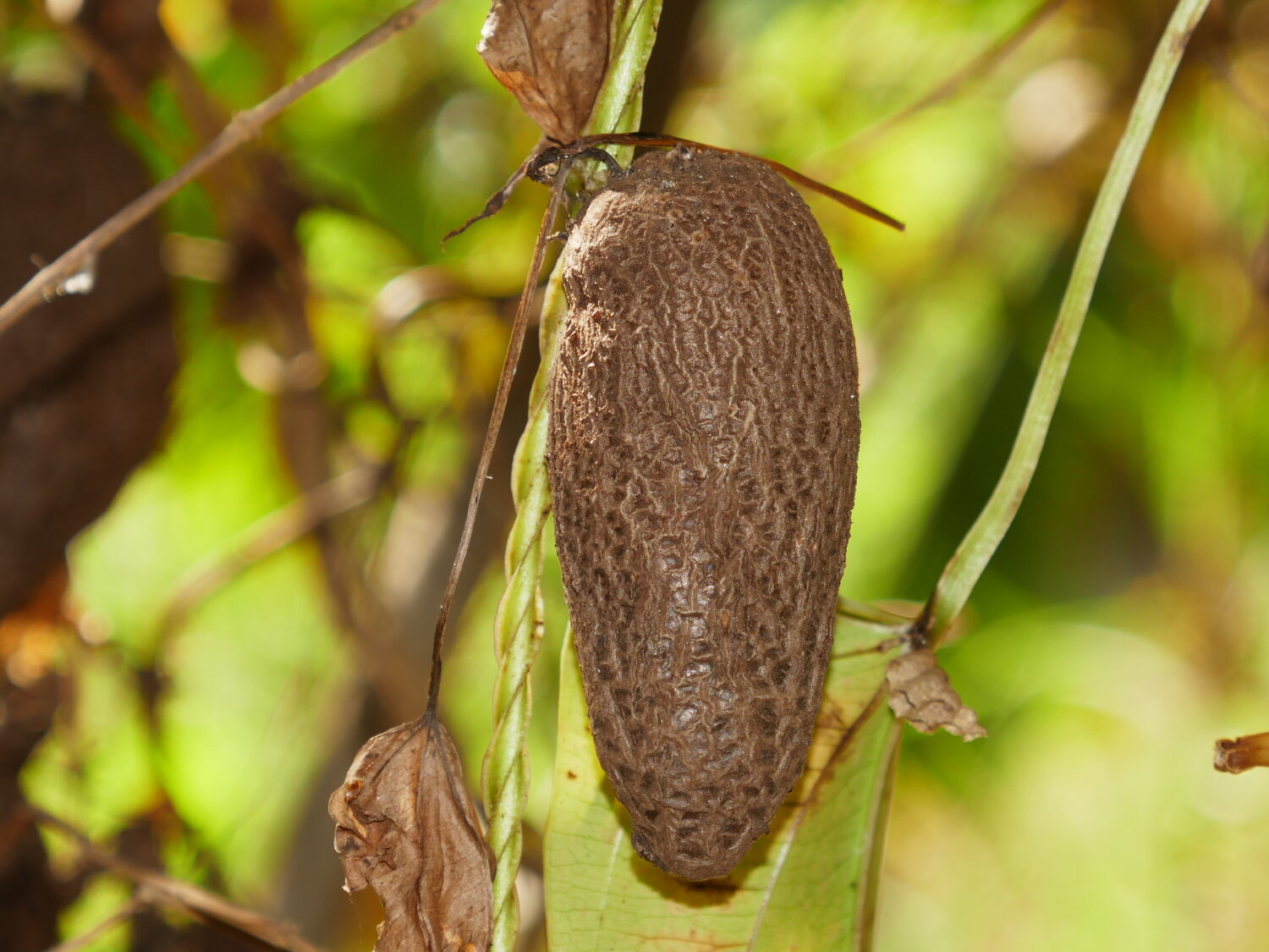 Dioscorea alata / Dioscorea rubella / Elephantodon eburnea - Purple yam, Ube, Greater Yam - Image 7