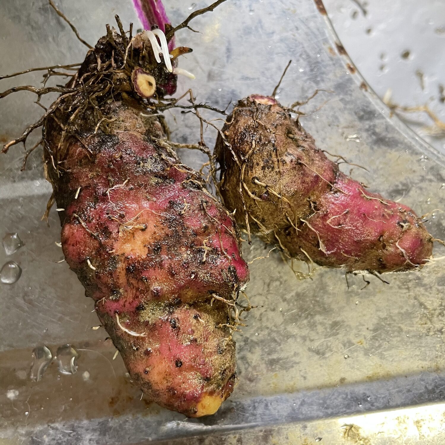 Dioscorea alata / Dioscorea rubella / Elephantodon eburnea - Purple yam, Ube, Greater Yam - Image 8