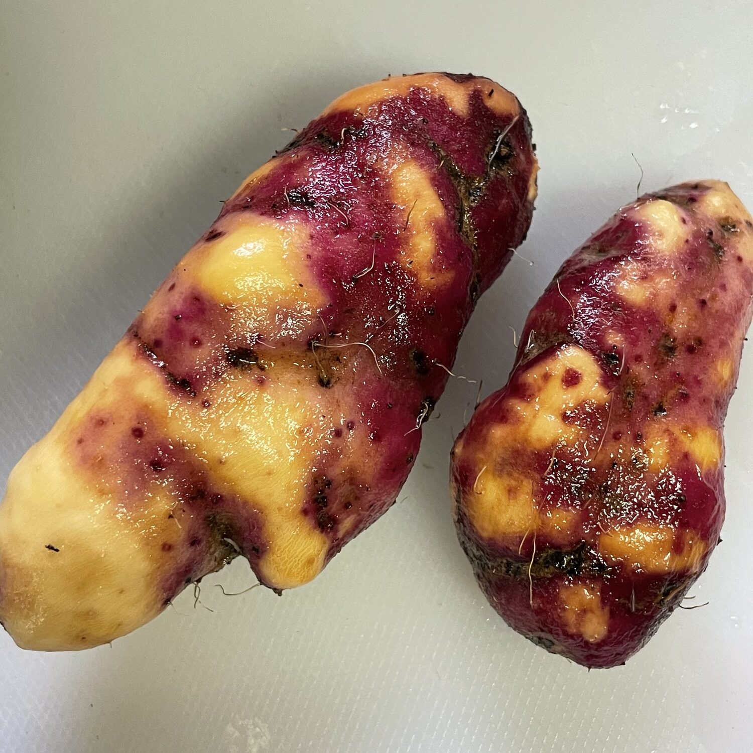 Dioscorea alata / Dioscorea rubella / Elephantodon eburnea - Purple yam, Ube, Greater Yam - Image 9